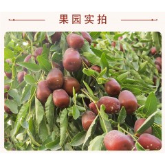 新疆 喀什 疆果果 棗夾核桃280g/袋   棗與核桃